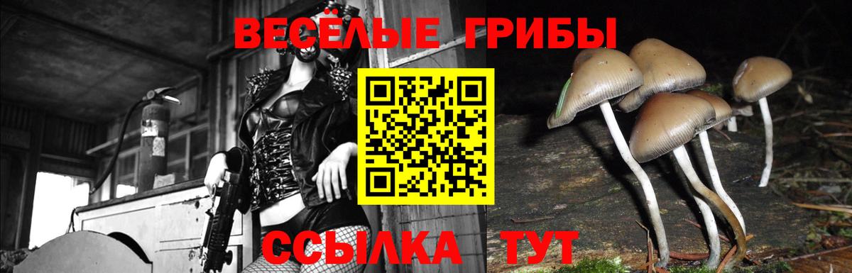 Галлюциногенные грибы Psilocybine cubensis Вышний Волочёк